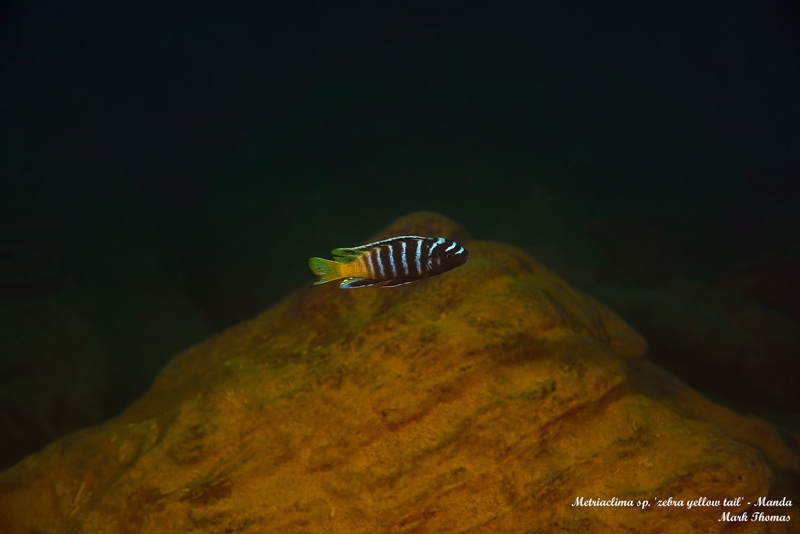 Maylandia sp. 'zebra yellow tail' Manda
